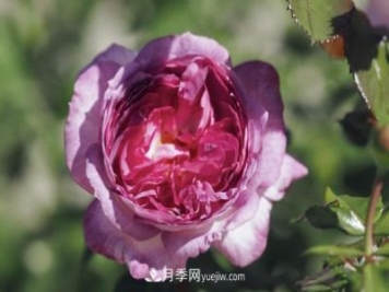 2020年zui受欢迎的月季新品之一：蓝莓蛋糕