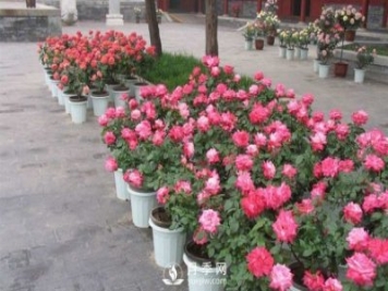 干货来袭，月季花如何扦插及养护！