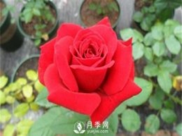 月季水扦插你真的知道吗？详细的水扦教程