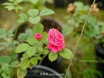 10个勤花抗病的优秀月季品种推荐