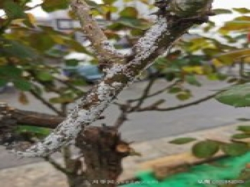 树状月季枝干上有许多小白点，可能是桑盾蚧在危害