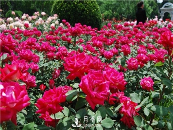河南方城博望镇月季园里月月红