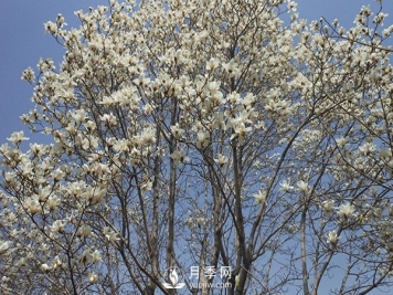 白玉兰树越冬防寒工作是怎样的？