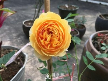 盆栽月季树养植常见问题有哪些？