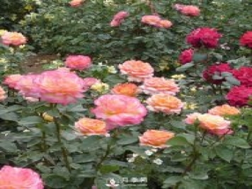 树状月季开花少的原因是什么？南阳月季告诉你