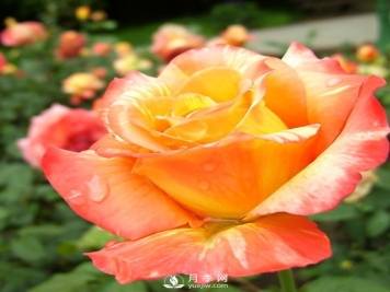 月季有哪些品种？