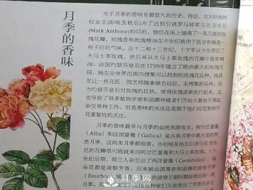 关于月季的香味你知道吗