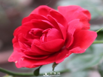 石桥月季为您介绍月季的栽植传承