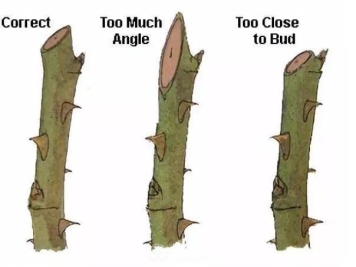 夏天修剪月季，开花前后，下手位置大不同，别剪错了