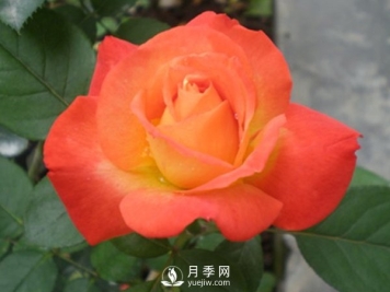 月季的高效培养技能