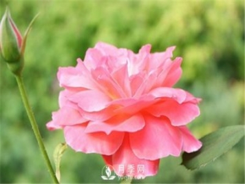 月季与玫瑰的区别(图集讲解)