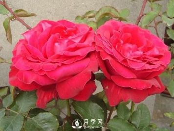 月季裂果原因主要是哪些？