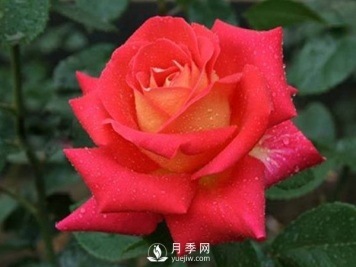 月季木蠹蛾的发作规则