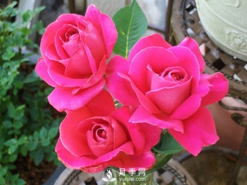 月季实蝇是什么？该如何防止