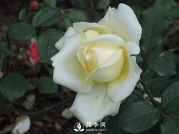 月季栽培月季园秋末冬初的办理