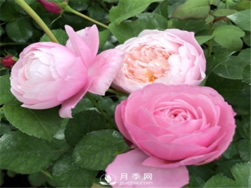 令人少女心爆棚的羽毛月季，南方人就爱她