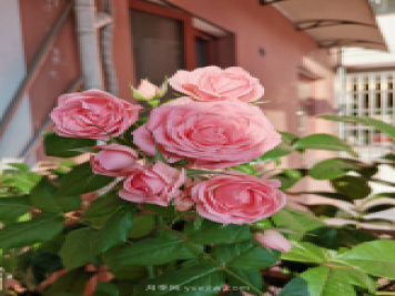 4种花卉，花友入坑不能自拔，尤其是月季