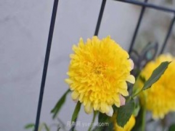 像秋菊的大花月季—“烟花波浪月季”