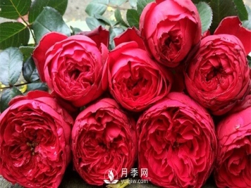 茶花女月季，值得推荐的切花月季