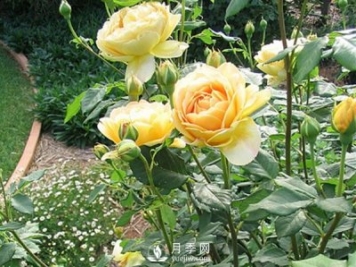 冬季来临应该如何让养植盆栽月季树？