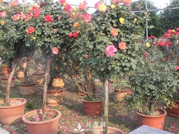 树状月季适应性强，被越来越多的人接受