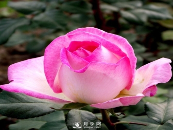 月季基地教您几招月季花修剪的小妙招！快来看看吧！