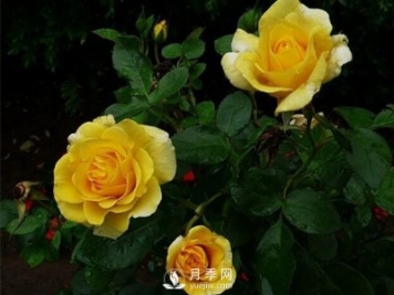 怎么种植月季？有什么栽培要点需要了解的？