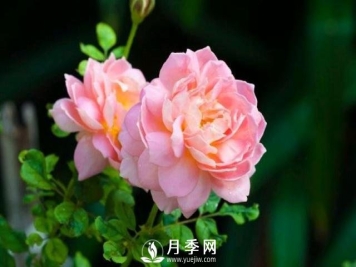 月季花第一次修剪什么时候？修剪的目的是什么
