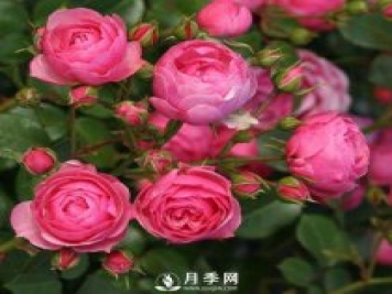 新手，怎么让月季安全的度夏