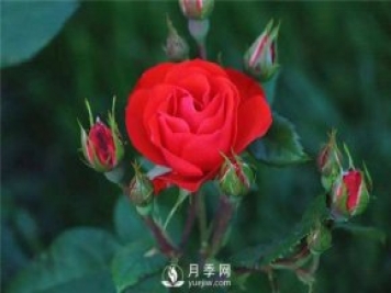 北京红月季，国月丰花月季推荐