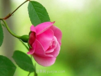 月季花品种介绍，开花多花苞大你值得拥有