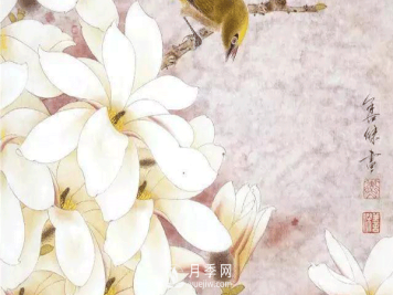 怎样画白玉兰工笔画，白玉兰工笔画详细步骤