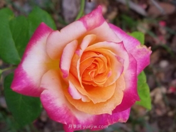 月季频繁黑杆的三个原因和处理办法