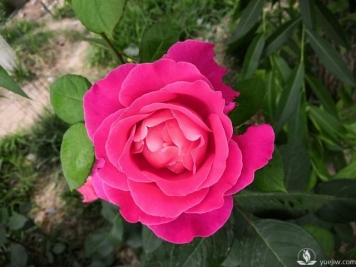 春天养月季，杜绝病虫害！注意这几点等着花爆开