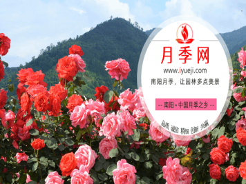关于月季网
