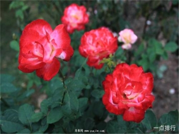 据说这是世界十大最美月季品种，你喜欢哪种？