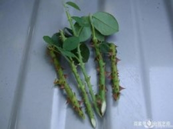 扦插月季从这三点开始，成活率相当高了