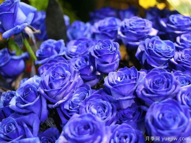 蓝色妖姬月季花，是神话还是现实？(图1)
