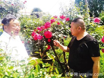南阳月季大师里的父子兵: 匠心承一脉 莳花弄草人(图1) 南阳月季大师里的父子兵: 匠心承一脉 莳花弄草人(图1)