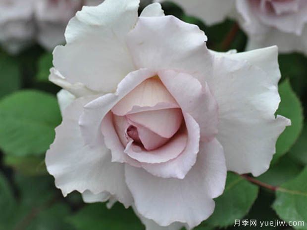 大地天使亚列尔月季的优缺点是什么?(图1) 大地天使亚列尔月季的优缺点是什么?(图1)
