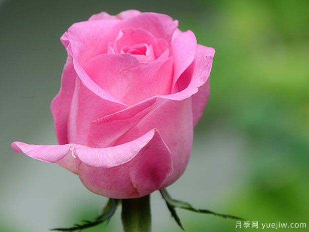 苏醒玫瑰(图2) 苏醒玫瑰月季(图2)