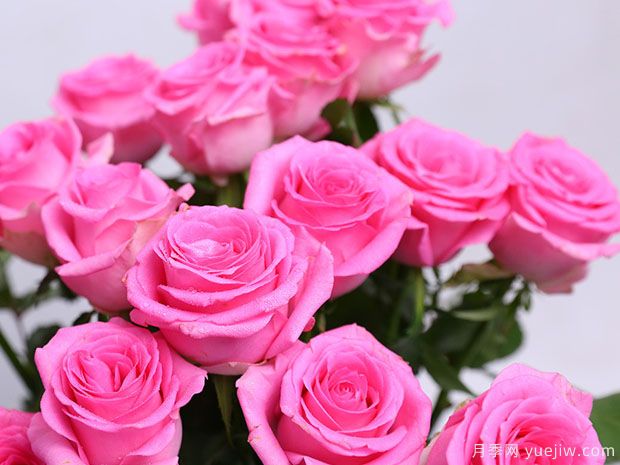 苏醒玫瑰(图1) 苏醒玫瑰月季(图1)