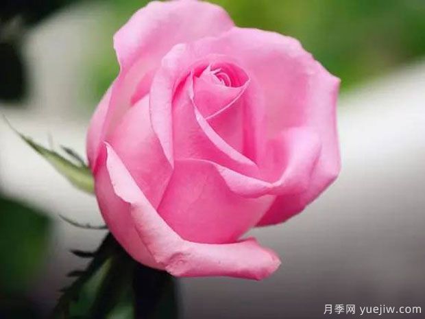 苏醒玫瑰(图3) 苏醒玫瑰月季(图3)