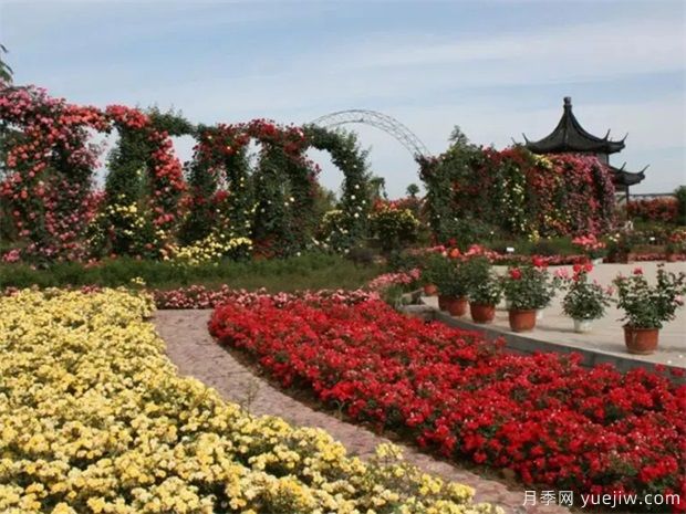 中国月季园里的月季九宫八卦阵(图2) 中国月季园里的月季九宫八卦阵(图2)