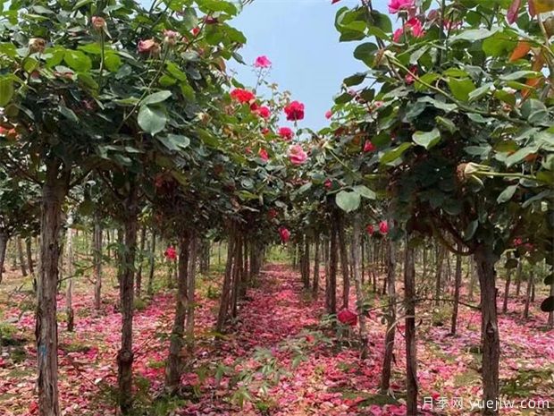 月季树的品种怎么选?(图1) 月季树的品种怎么选?(图1)