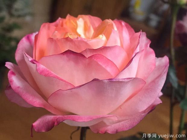 苹果运气月季(图1) 苹果运气月季/苏琪公主/运气爆发(图1)