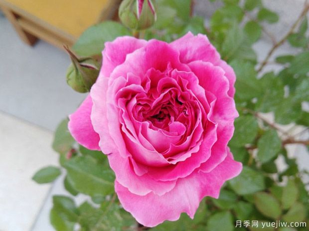 神仆月季(图1) 神仆月季(图1)