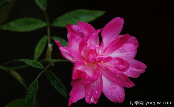 宫粉月季(图1) 宫粉月季(图1)