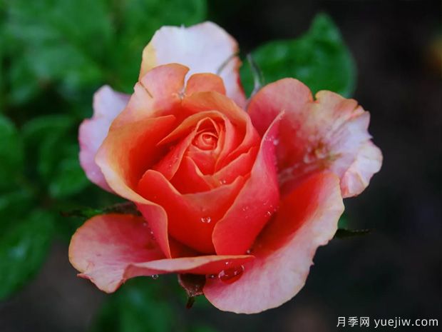 色彩艳丽斑斓的大花微月，永远的艾帕索(图1)