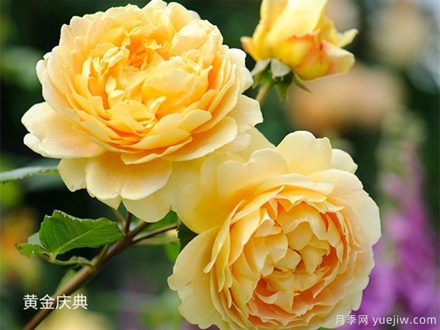 适合夏季养的藤本月季，推荐10个月季品种，开花不断(图2)
